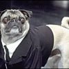 Fantasia para Cachorro Homens de Preto Frank