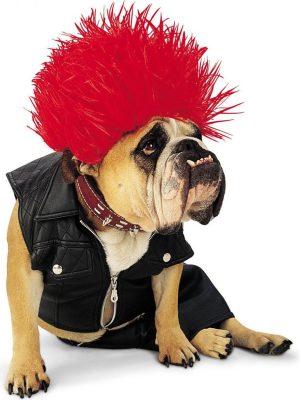 Fantasia para Cachorro Roqueiro Fantasia para Cachorro Roqueiro