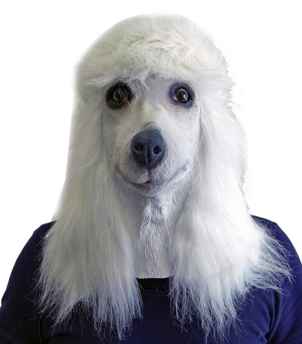 Máscara de Cachorro Poodle Branco Vinil Animal Luxo Máscara de Cachorro Poodle Branco Vinil Animal Luxo