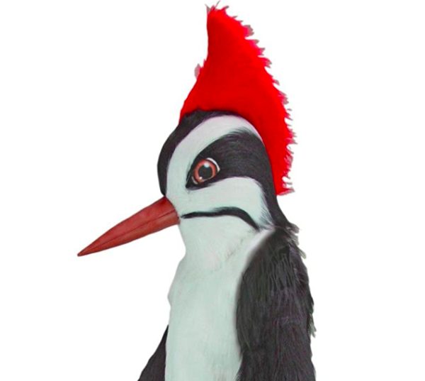 Mascote Pica Pau Adulto Pássaro