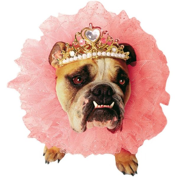 Fantasia para Cachorro Rainha Rosa Fantasia para Cachorro Rainha Rosa
