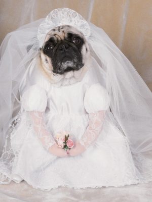 Fantasia para Cachorro Vestido de Noiva Fantasia para Cachorro Vestido de Noiva