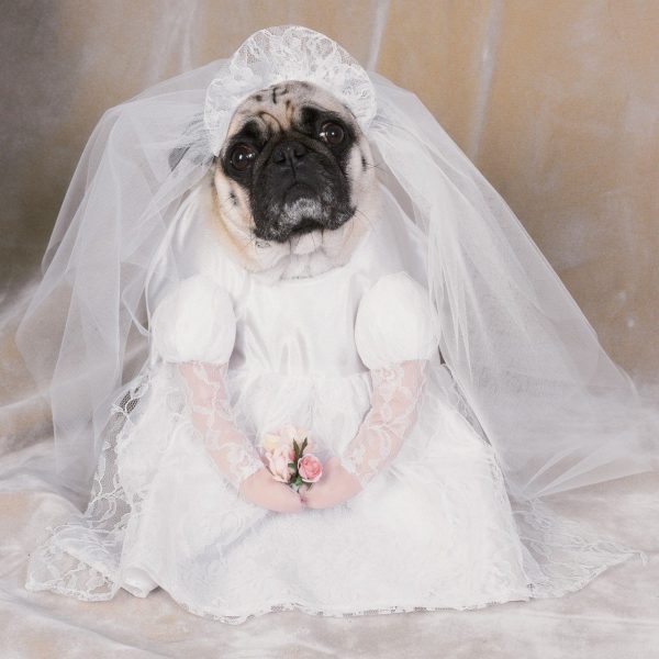 Fantasia para Cachorro Vestido de Noiva Fantasia para Cachorro Vestido de Noiva